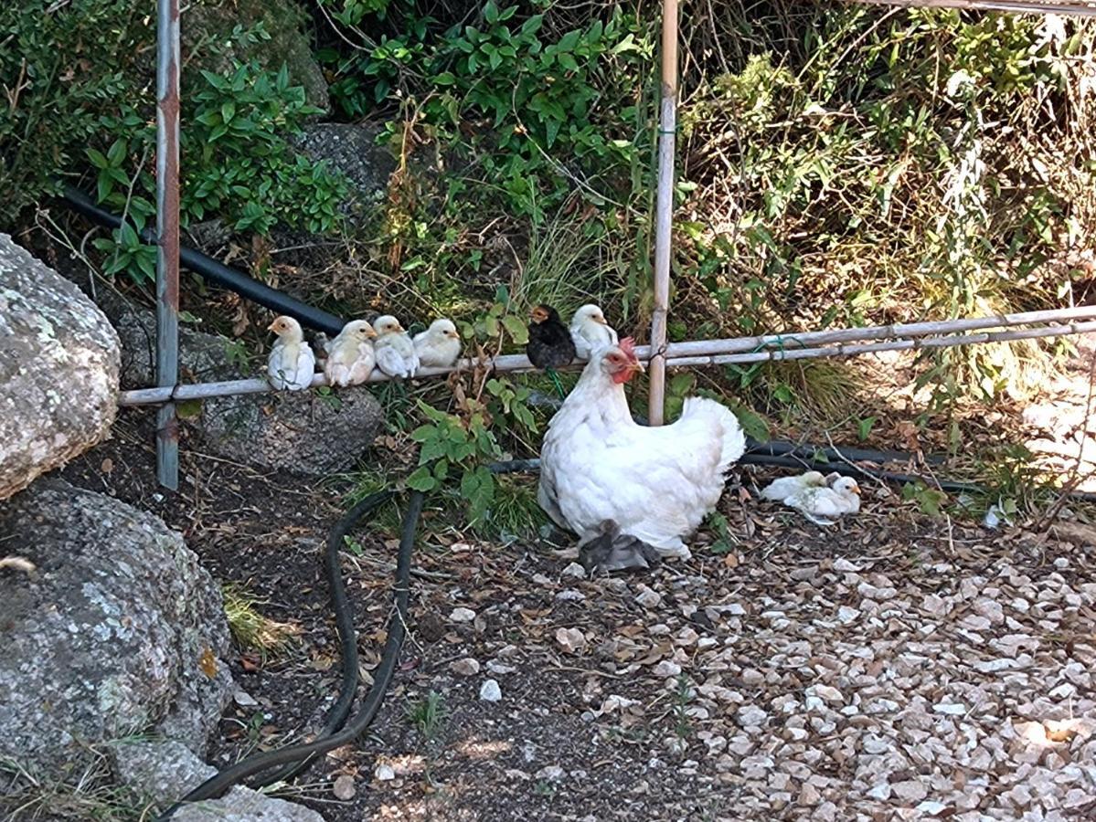 La Cera Farm Camping B&B Santa Teresa Gallura Bagian luar foto
