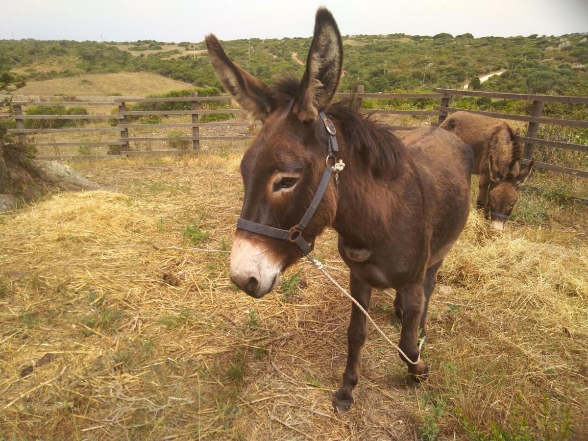 La Cera Farm Camping B&B Santa Teresa Gallura Bagian luar foto