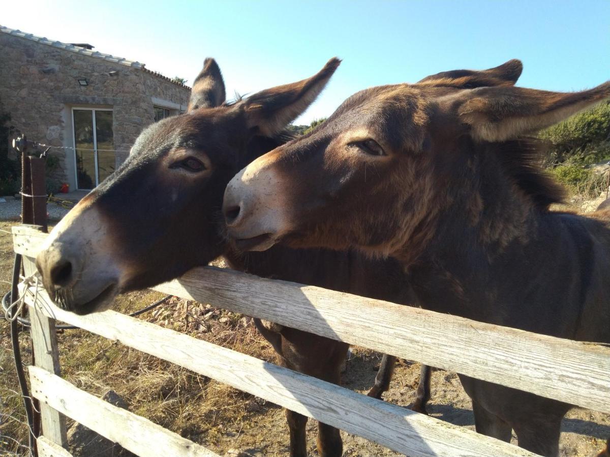 La Cera Farm Camping B&B Santa Teresa Gallura Bagian luar foto