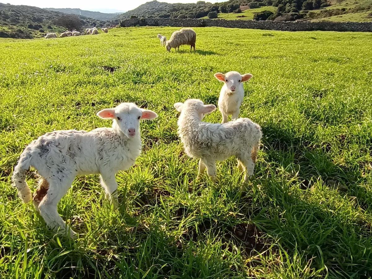La Cera Farm Camping B&B Santa Teresa Gallura Bagian luar foto