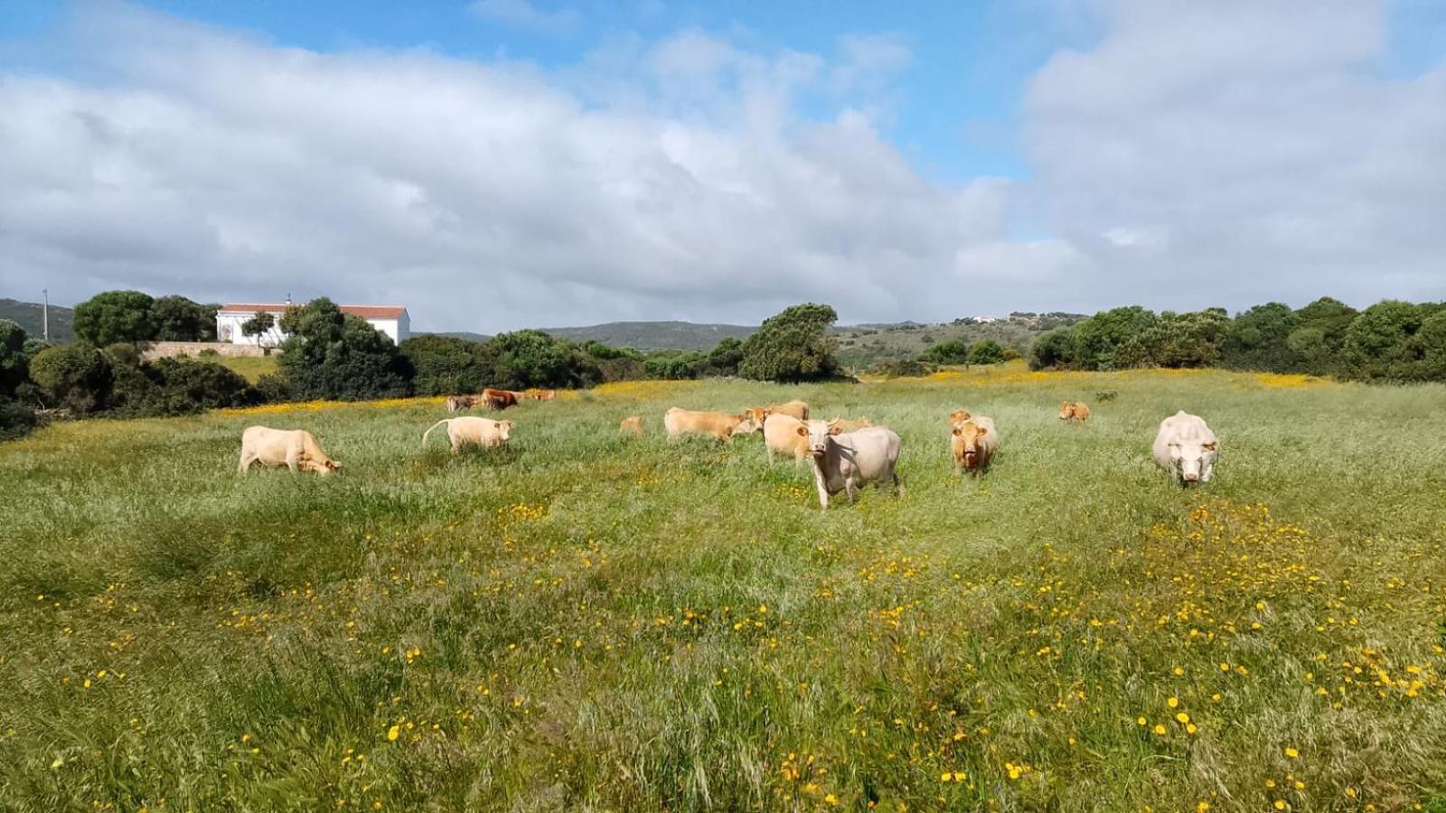 La Cera Farm Camping B&B Santa Teresa Gallura Bagian luar foto