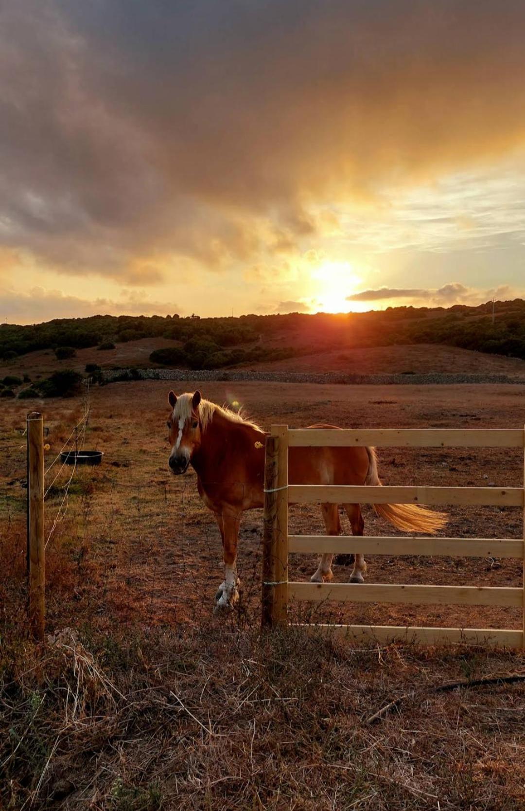 La Cera Farm Camping B&B Santa Teresa Gallura Bagian luar foto