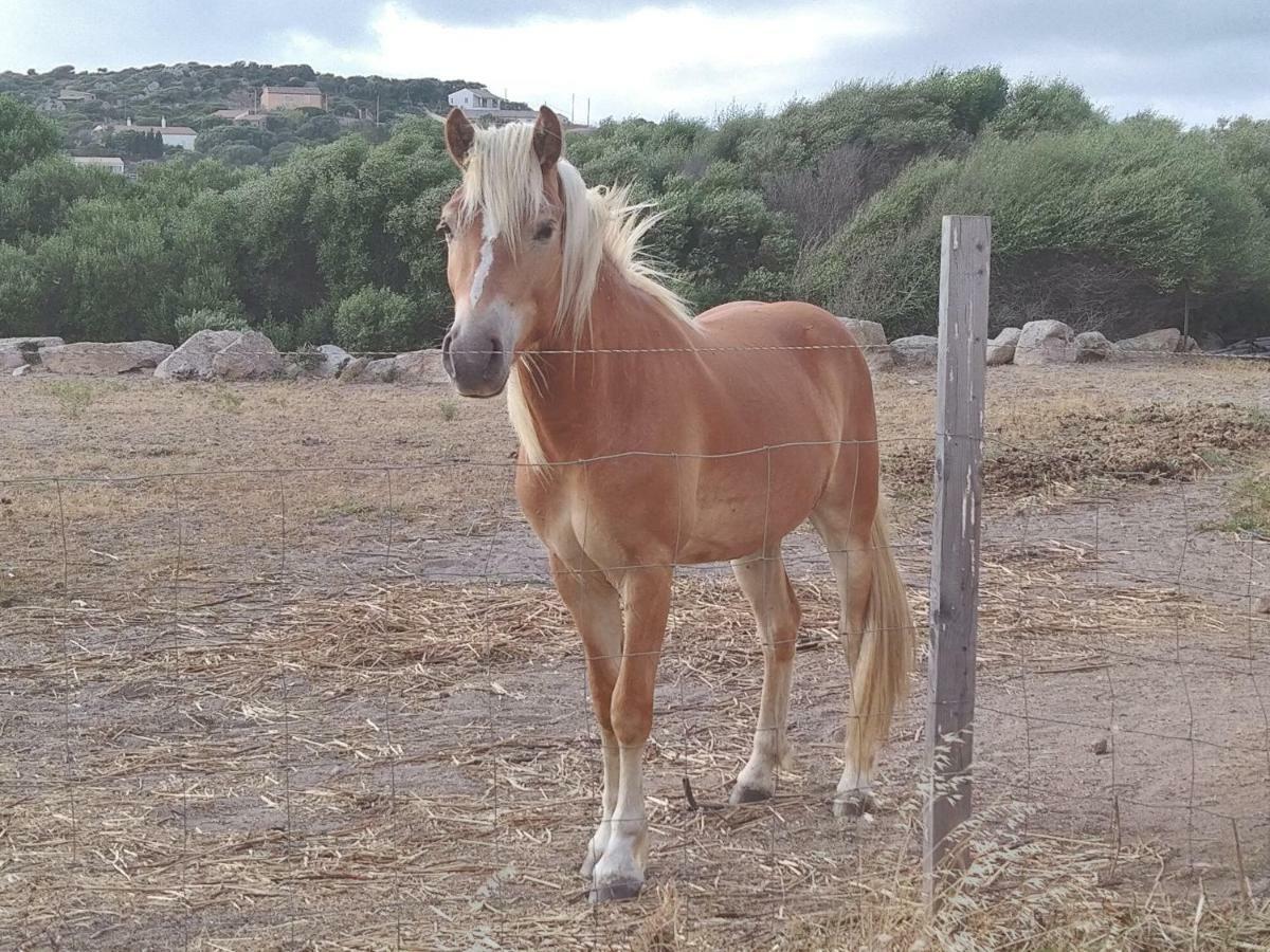 La Cera Farm Camping B&B Santa Teresa Gallura Bagian luar foto